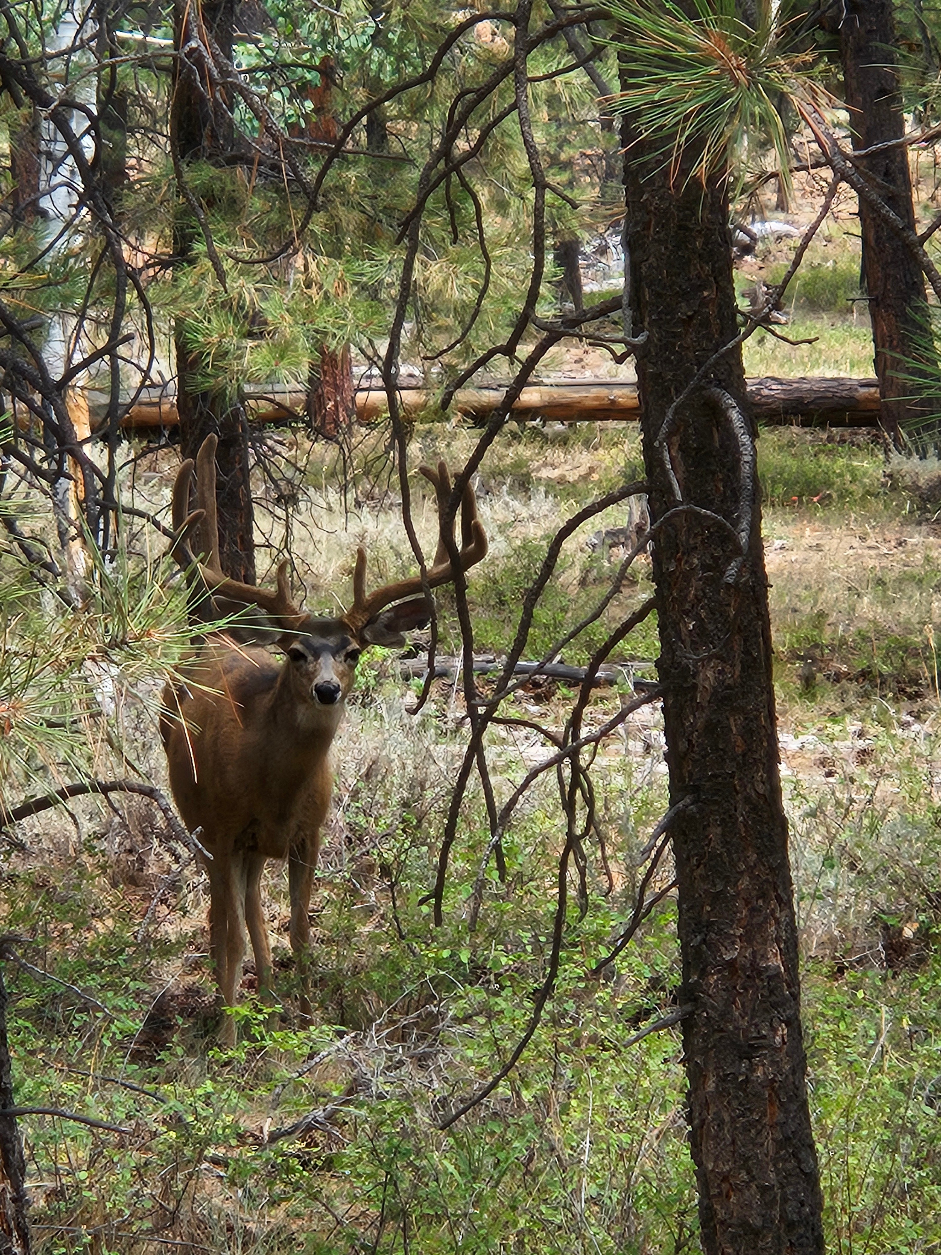 Wildlife encounter in nature
